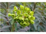 Wulfenov mleček (Euphorbia wulfenii)